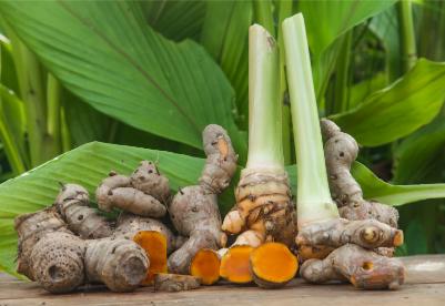 مزارع كركم الأردن