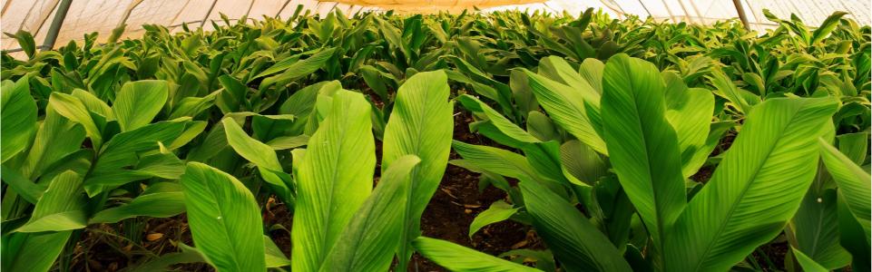 غلاف كركم الأردن